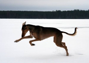 Nispu_laukka1969346_10204235500822177_8642140811817355586_n