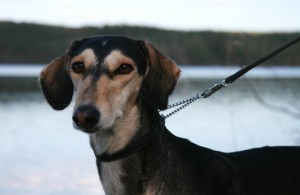 kotisivulleritusta_ilmoitukseen13 052