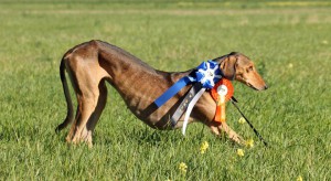 Nispu10616350_917923244888899_4794722412269695331_n