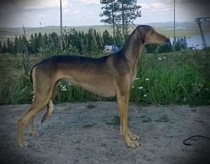 Nipsu WP_20150913_028 musta