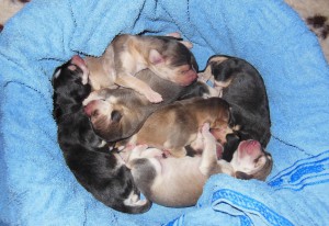 Copy_kopallinenGrizzlejä01