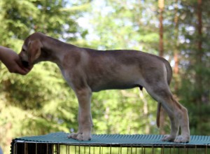 6,5vkoaMustisMG_2058