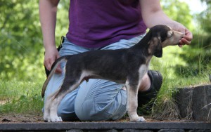 6,5vkoa_batmanIMG_1959