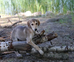 juhannusMustisMG_2097