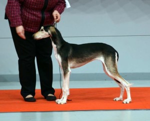 Mollypos2unspecifiedCOPY