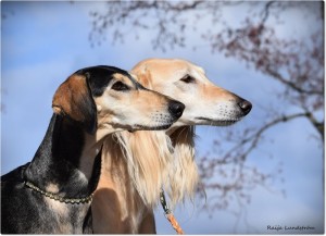 R_Netanya_D_KesraKasam