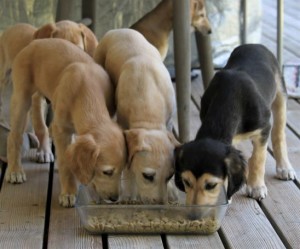 O-pentueen urospennut 6 viikkoa