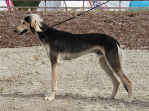 Arman Rudan Omen 13 months