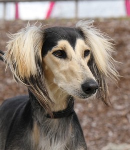 Rudan Omen_13 months