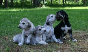 H_litter_7973_10200920596431639_1816617712_n