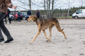 Nipsu_raviKesäkauden31957542_10156265061832381_7373835256635326464_o