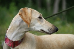 OlymposRada_SivuPaa2IMG_8582